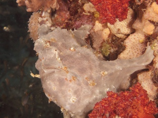 Antennarius pictus
